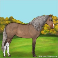 Horse Color:Silver Brown Dun 