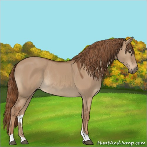 Horse Color:Red Dun Rabicano 