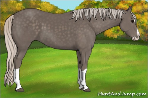 Horse Color:Silver Black Splash
