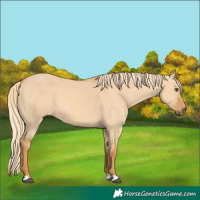 Horse Color:Red Dun 