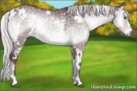 Horse Color:White Spotted Chocolate Silver Blue Onyx Chinchilla