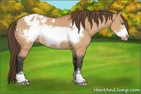 Horse Color:Bay Dun Sabino Frame Appaloosa 