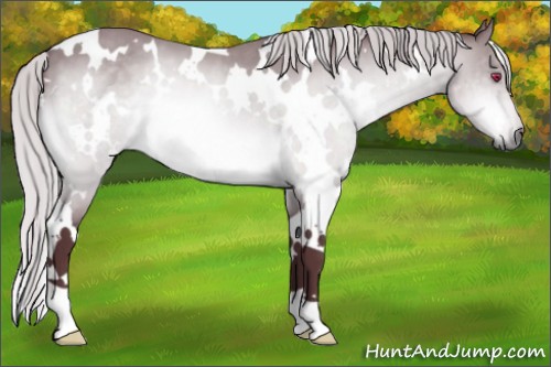 Horse Color:White Spotted Chocolate Silver Brown Chinchilla
