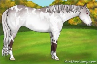 Horse Color:White Spotted Chocolate Silver Brown Chinchilla 