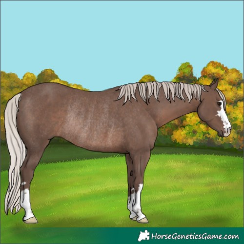 Horse Color:Silver Black Rabicano 