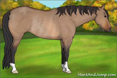 Horse Color:Bay Dun Rabicano