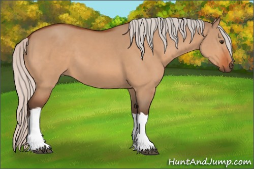 Horse Color:Silver Brown Dun 
