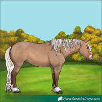 Horse Color:Silver Brown Dun 