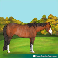 Horse Color:Bay Rabicano 