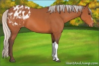 Horse Color:Silver Bay Appaloosa 