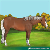 Horse Color:Silver Brown 