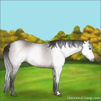 Horse Color:Gray Bay Rabicano