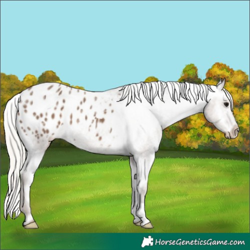 Horse Color:Silver Black Ice Appaloosa 