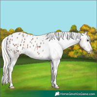 Horse Color:Silver Black Ice Appaloosa 