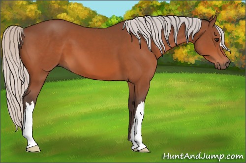 Horse Color:Silver Bay 