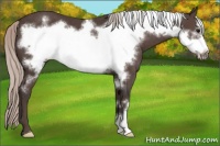Horse Color:Silver Black Frame