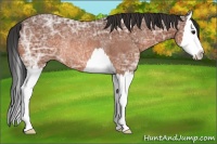 Horse Color:Bay Ice Splash Rabicano