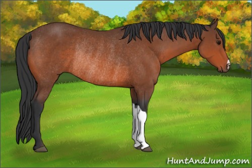 Horse Color:Bay Rabicano 