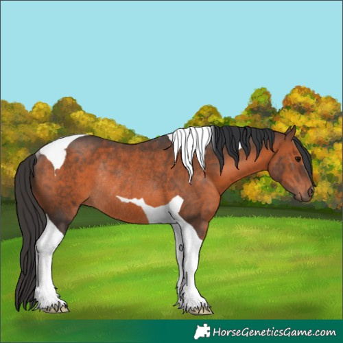 Horse Color:Brown Tobiano Rabicano 