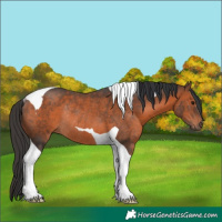 Horse Color:Brown Tobiano Rabicano