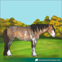 Horse Color:Buckskin Sabino Rabicano 