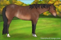 Horse Color:Bay Rabicano