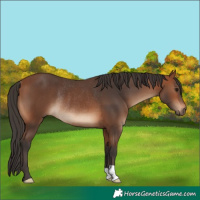 Horse Color:Bay Rabicano 