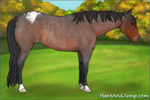 Horse Color:Bay Roan Appaloosa Rabicano 