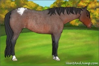 Horse Color:Bay Roan Appaloosa Rabicano