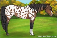 Horse Color:Bay Appaloosa 