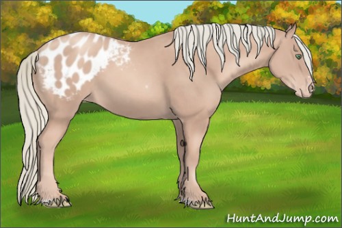 Horse Color:Gold Champagne Sabino Appaloosa Rabicano 