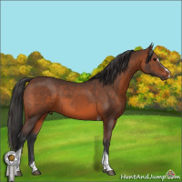 Horse Color:Brown Sabino Tobiano