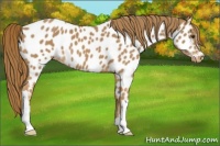 Horse Color:Chestnut Appaloosa 
