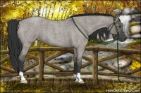 Horse Color:Grullo Roan 