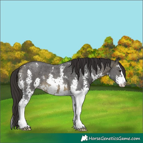 Horse Color:Buckskin Mushroom Sabino 