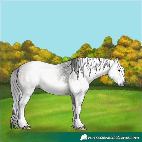 Horse Color:Gray Buckskin Mushroom Sabino
