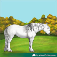 Horse Color:Gray Buckskin Mushroom Sabino 