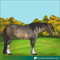 Horse Color:Buckskin Mushroom Sabino 