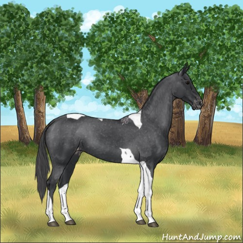 Horse Color:Black Tobiano Appaloosa 