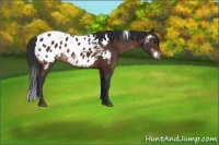 Horse Color:White Spotted Brown Blanket 