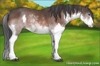 Horse Color:Bay Sabino Splash Rabicano 