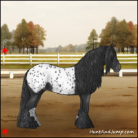 Horse Color:Blue Roan Appaloosa 