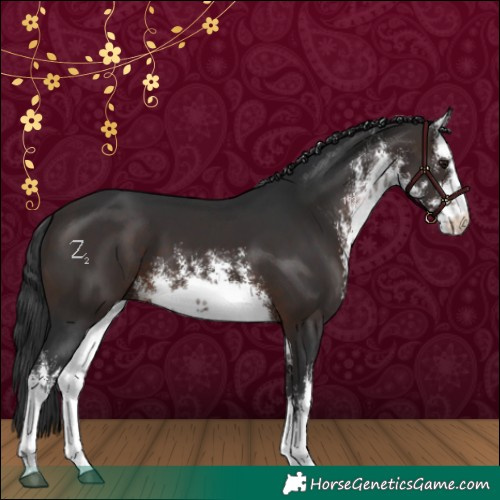 Horse Color:White Spotted Brown