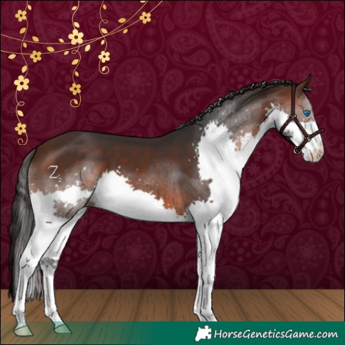 Horse Color:Brown Splash 