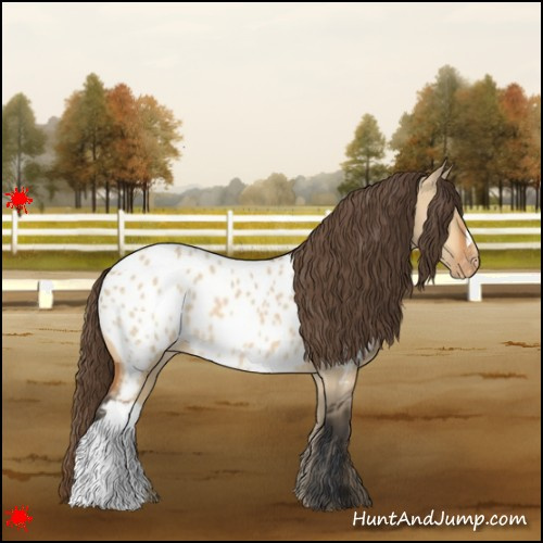 Horse Color:Bay Dun Appaloosa 