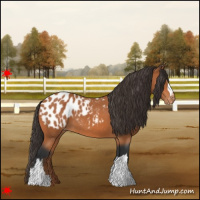 Horse Color:Bay Appaloosa