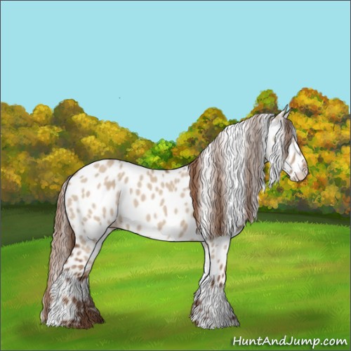 Horse Color:Red Dun Appaloosa 