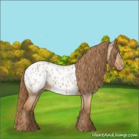 Horse Color:Red Dun Appaloosa 