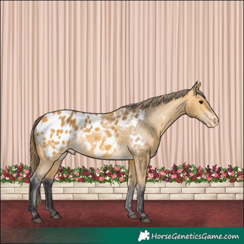Horse Color:Buckskin Blanket