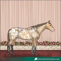 Horse Color:Buckskin Blanket 